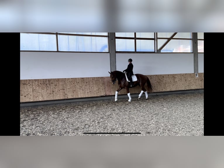 KWPN Mare 8 years 17 hh in Neu&#xF6;tting