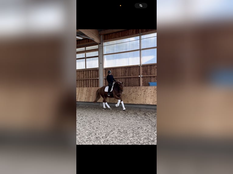 KWPN Mare 8 years 17 hh in Neu&#xF6;tting