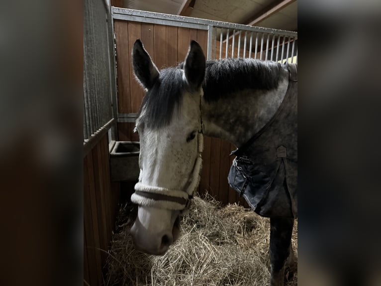 KWPN Mare 8 years 17 hh Gray in Coswig