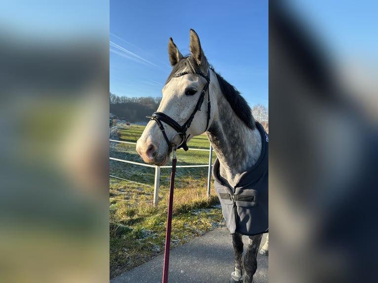 KWPN Mare 8 years 17 hh Gray in Coswig