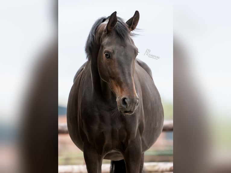 KWPN Mare 8 years 17 hh Smoky-Black in Elen