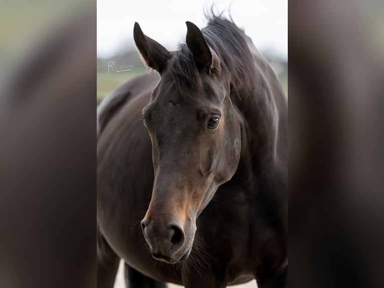 KWPN Mare 8 years 17 hh Smoky-Black in Elen