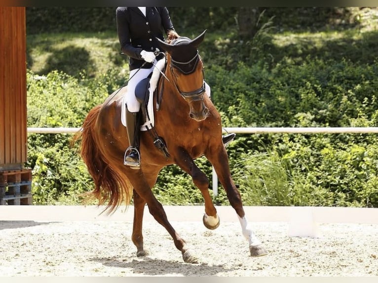 KWPN Mare 8 years 17,1 hh Chestnut-Red in Wals