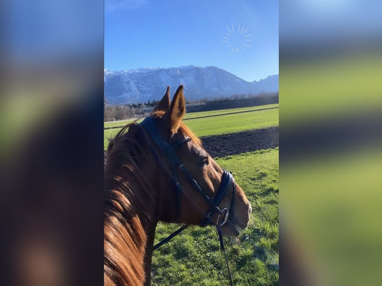 KWPN Mare 8 years 17,1 hh Chestnut-Red in Wals