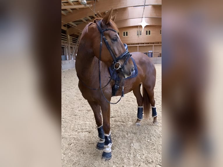 KWPN Mare 8 years 17,1 hh Chestnut-Red in Wals