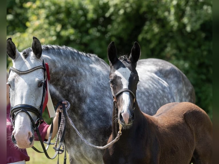 KWPN Mare 8 years 17,1 hh Grey-Fleabitten in Coswig KWPN Mare 8 years 17,1 hh Grey-Fleabitten in Coswig