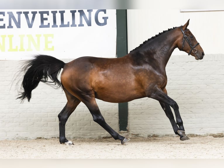 KWPN Mare 8 years in Heerde