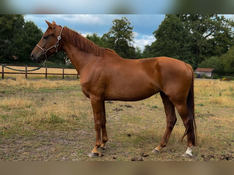 KWPN Mare 8 years Chestnut-Red in Borculo