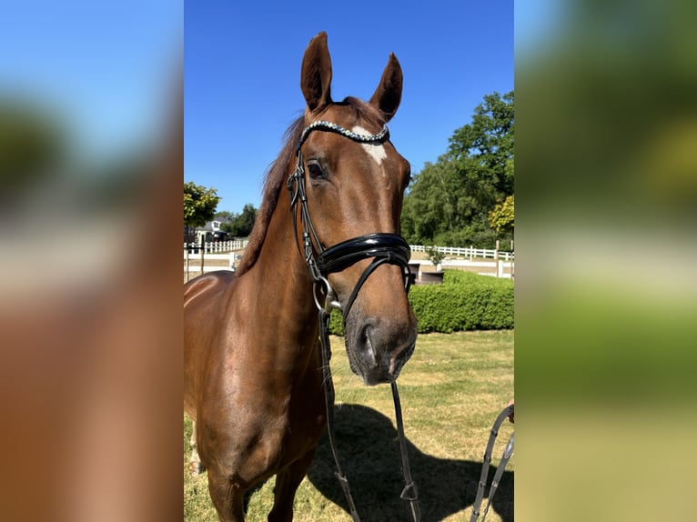 KWPN Mare 8 years Chestnut-Red in Lilienthal