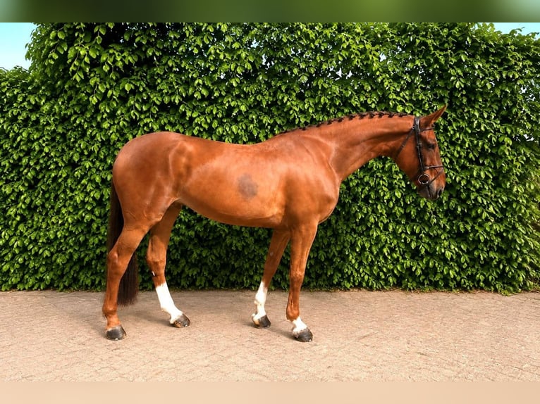 KWPN Mare 8 years Chestnut-Red in Tönisvorst