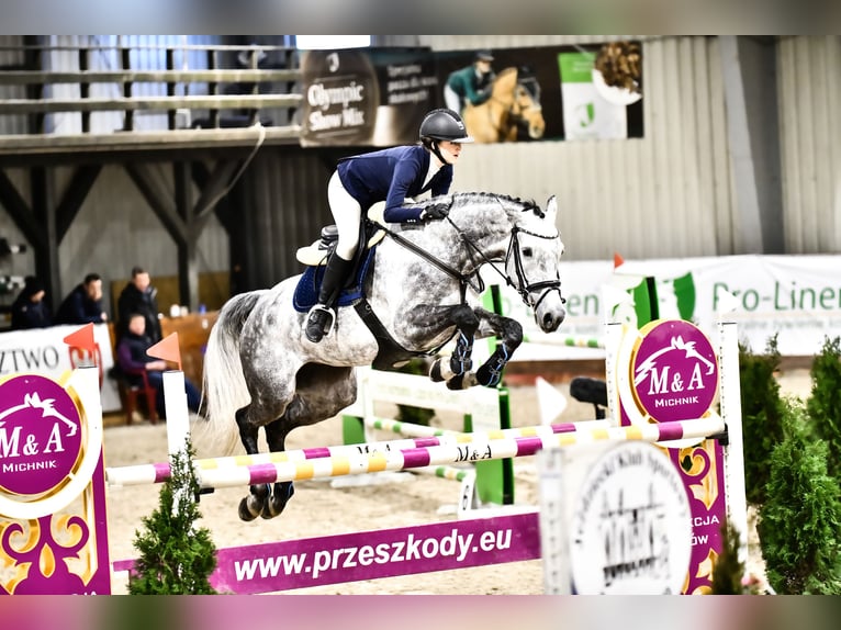 KWPN Mare 8 years Gray in Katowice