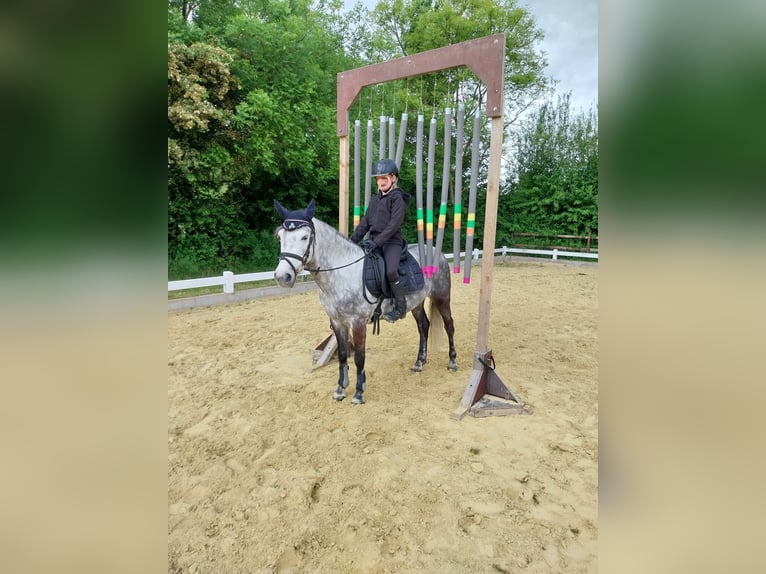 KWPN Mix Mare 9 years 13.3 hh Grey-Dapple in Goch