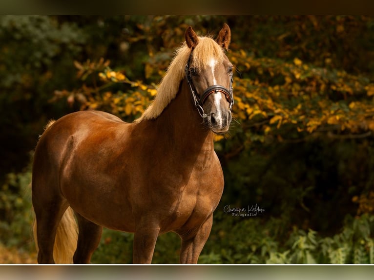 KWPN Mix Mare 9 years 13,1 hh Chestnut in Roosendaal