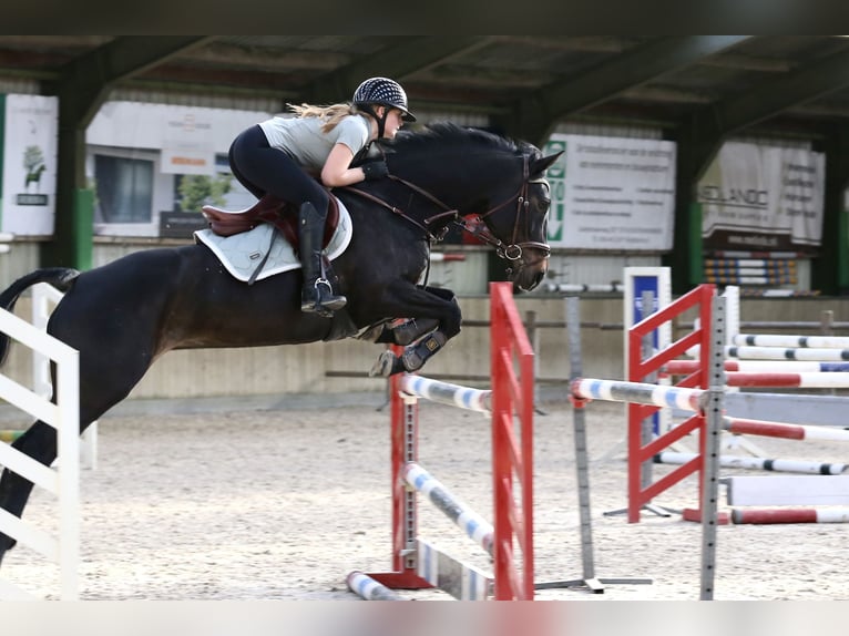 KWPN Mare 9 years 15,3 hh Black in Wilnis