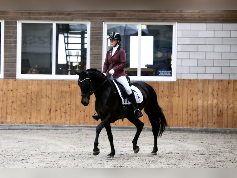 KWPN Mare 9 years 15,3 hh Black in Wilnis