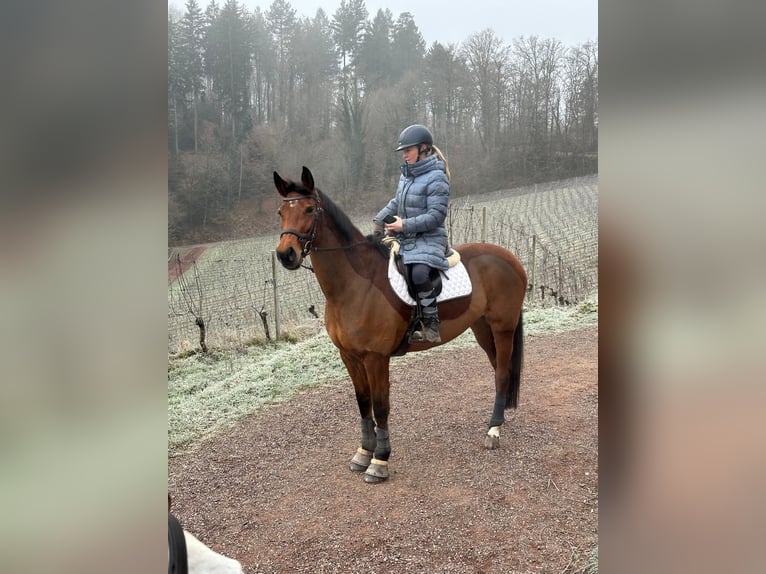 KWPN Mare 9 years 15.3 hh Brown in DenzlingenDenzlingen