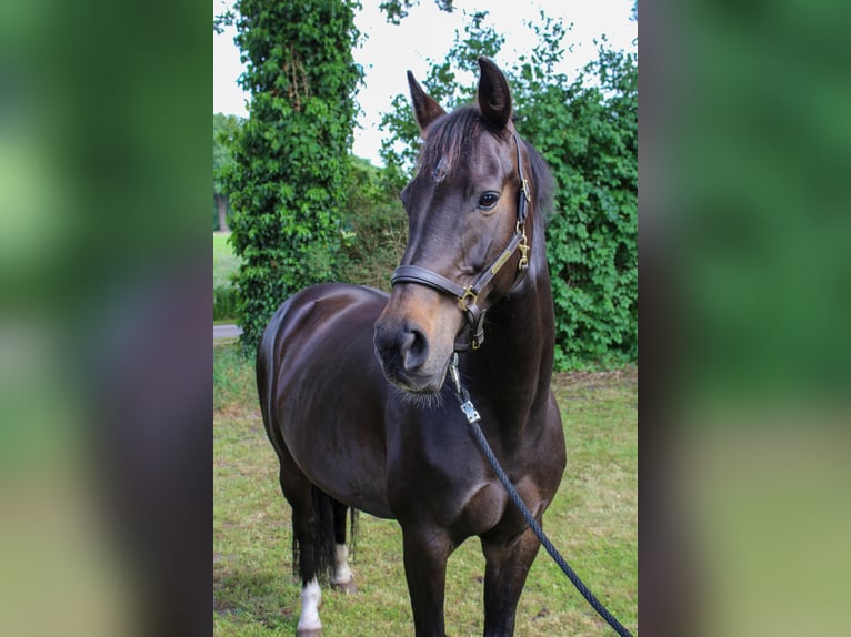 KWPN Mare 9 years 15,2 hh Smoky-Black in Wilsum