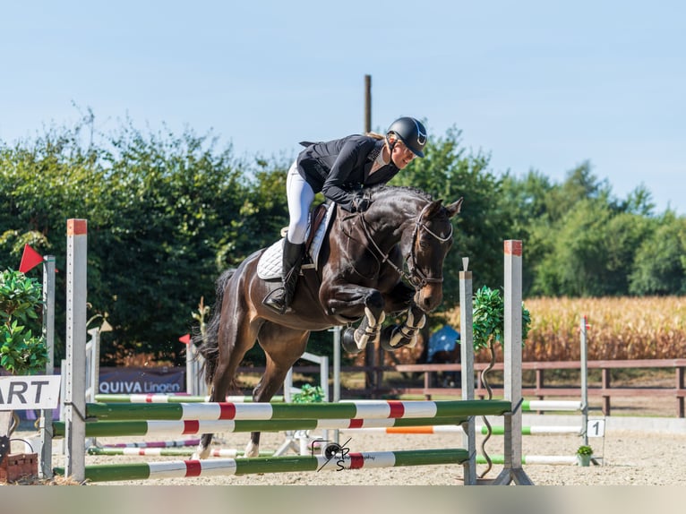 KWPN Mare 9 years 15,2 hh Smoky-Black in Wilsum