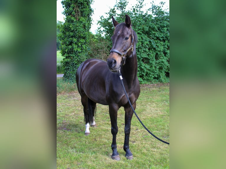 KWPN Mare 9 years 15,2 hh Smoky-Black in Wilsum