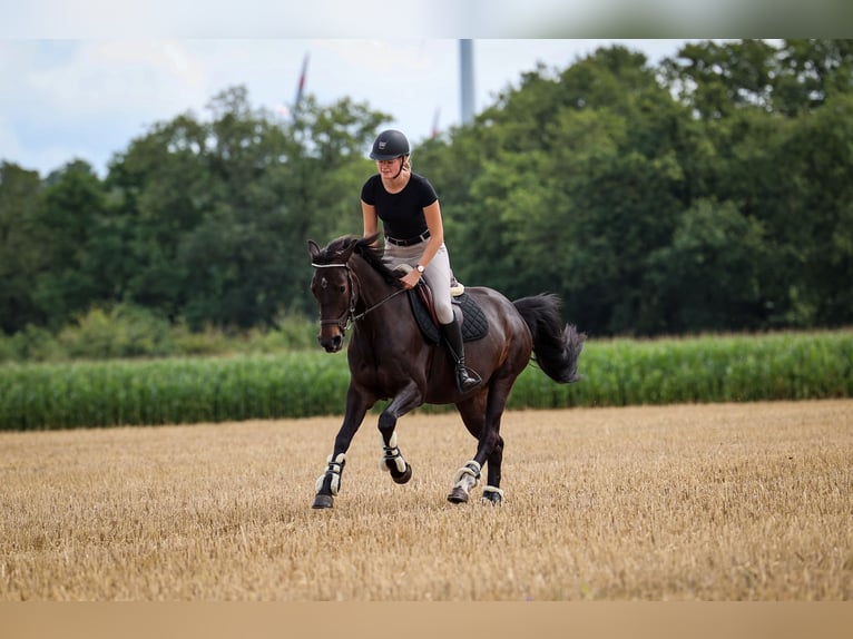 KWPN Mare 9 years 15,2 hh Smoky-Black in Wilsum