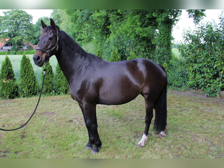 KWPN Mare 9 years 15,2 hh Smoky-Black in Wilsum