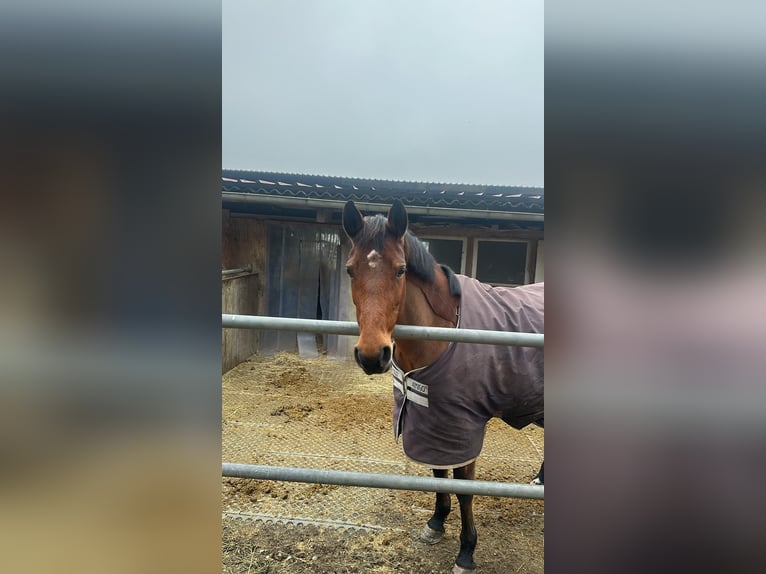 KWPN Mare 9 years 15,3 hh Brown in DenzlingenDenzlingen