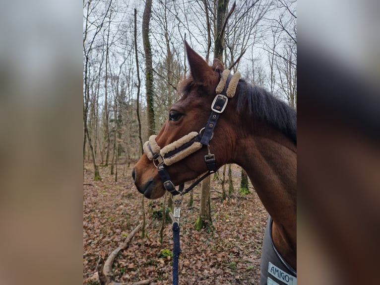 KWPN Mare 9 years 15,3 hh Brown in DenzlingenDenzlingen