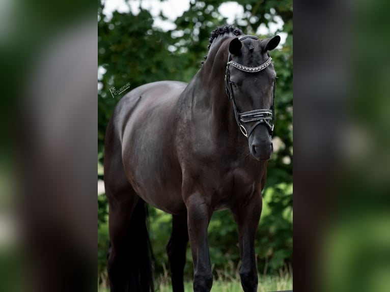 KWPN Mare 9 years 16.1 hh Black in Peer