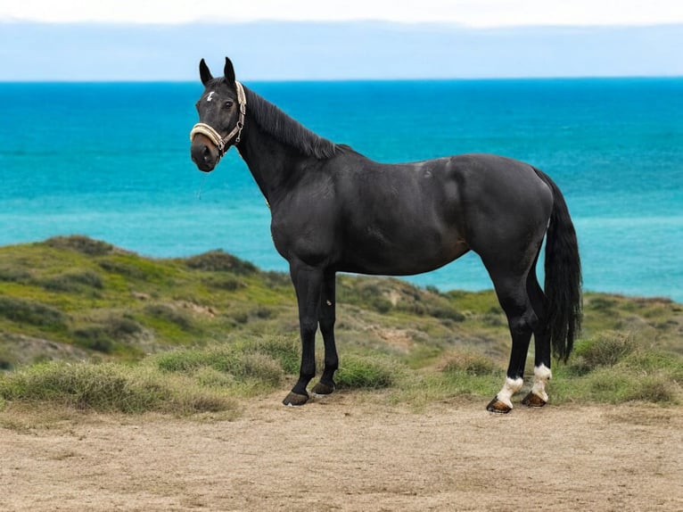 KWPN Mare 9 years 16,1 hh Black in Oberriet SG