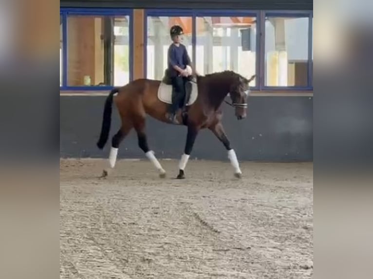 KWPN Mare 9 years 16.1 hh Brown in Kaldenkirchen