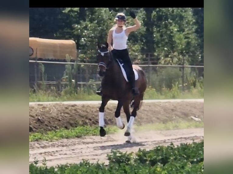 KWPN Mare 9 years 16.1 hh Brown in Kaldenkirchen