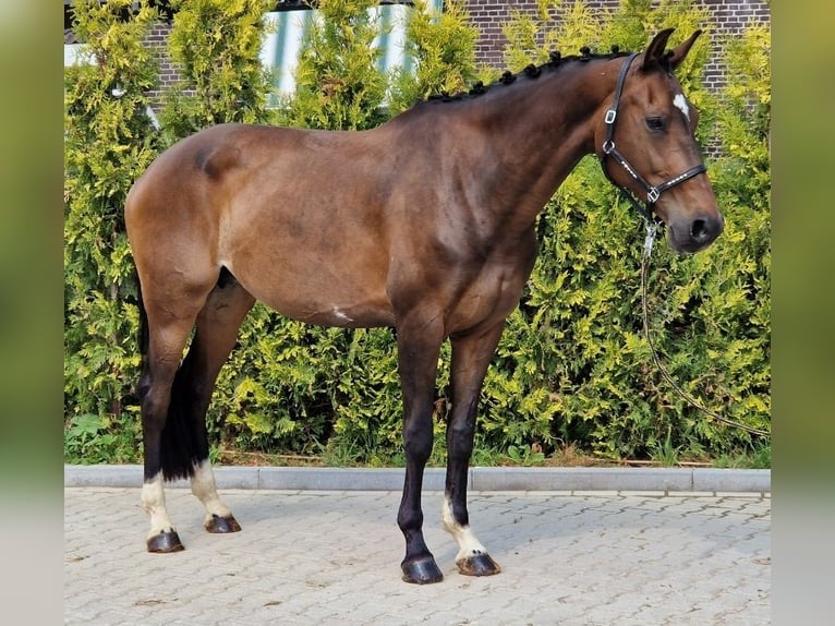 KWPN Mare 9 years 16.1 hh Brown in Kaldenkirchen