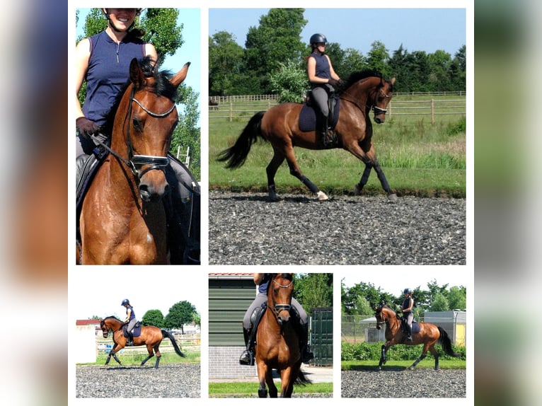 KWPN Mare 9 years 16,1 hh Brown in Rijnsburg