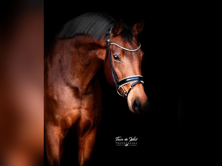 KWPN Mare 9 years 16,1 hh Brown in Rijnsburg