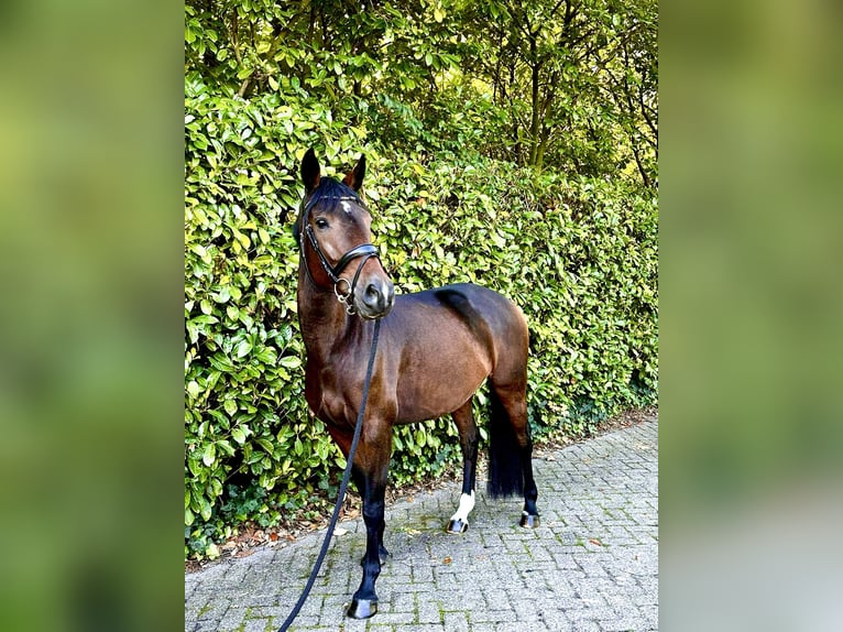 KWPN Mare 9 years 16,1 hh Brown in Lepelstraat