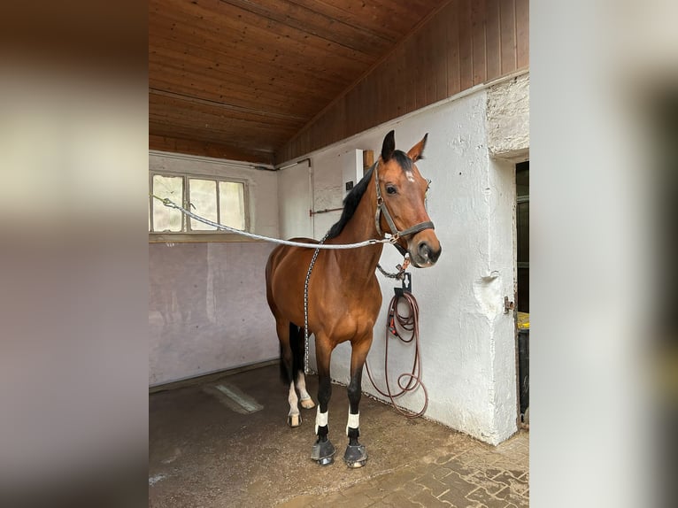 KWPN Mare 9 years 16,1 hh Brown in Wuppertal