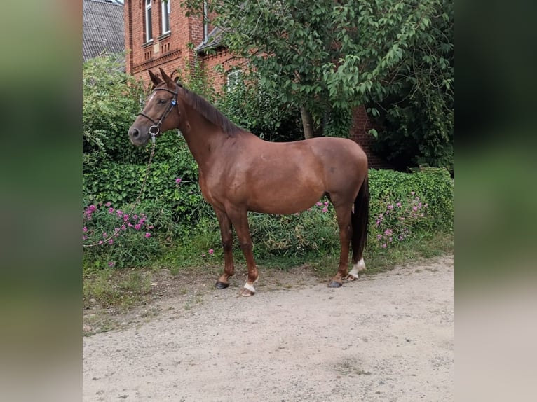 KWPN Mare 9 years 16.1 hh Chestnut in Uelzen