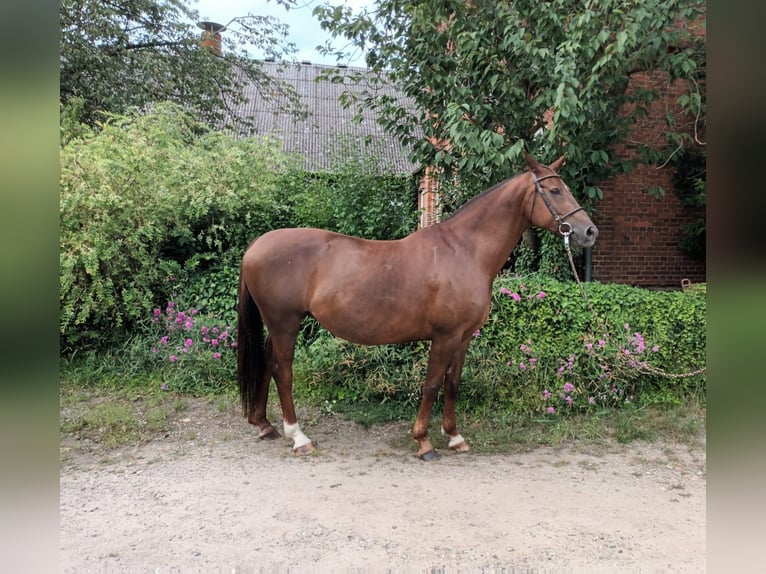 KWPN Mare 9 years 16.1 hh Chestnut in Uelzen
