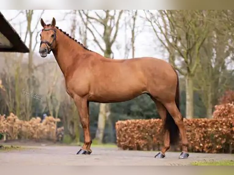 KWPN Mare 9 years 16.1 hh Chestnut-Red in Beilen