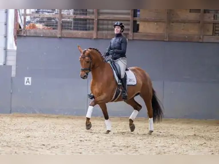KWPN Mare 9 years 16.1 hh Chestnut-Red in Beilen