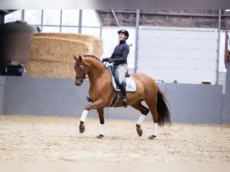 KWPN Mare 9 years 16.1 hh Chestnut-Red in Beilen