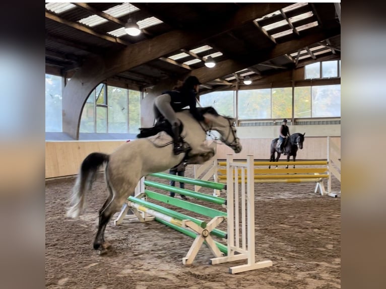 KWPN Mare 9 years 16,1 hh Gray-Dapple in Donaueschingen