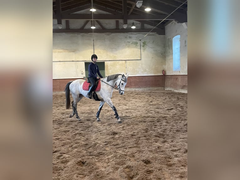 KWPN Mare 9 years 16,1 hh Gray-Dapple in Donaueschingen