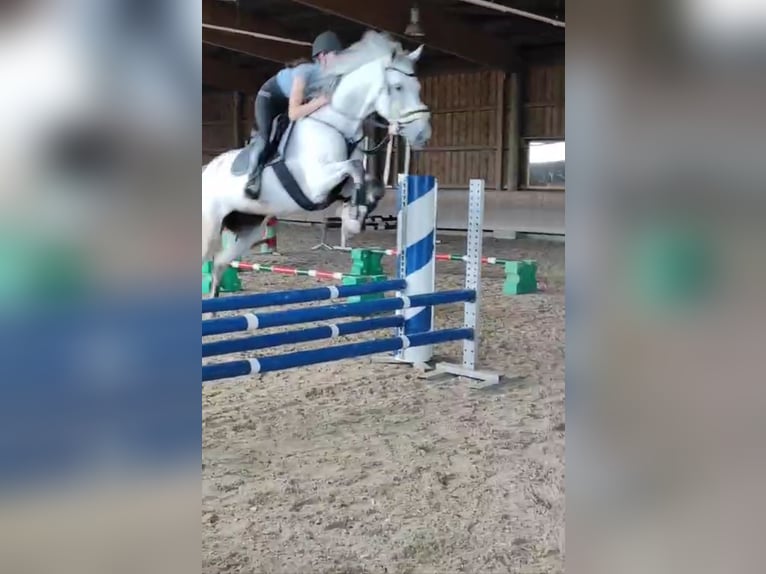 KWPN Mare 9 years 16,1 hh Gray-Dapple in Donaueschingen