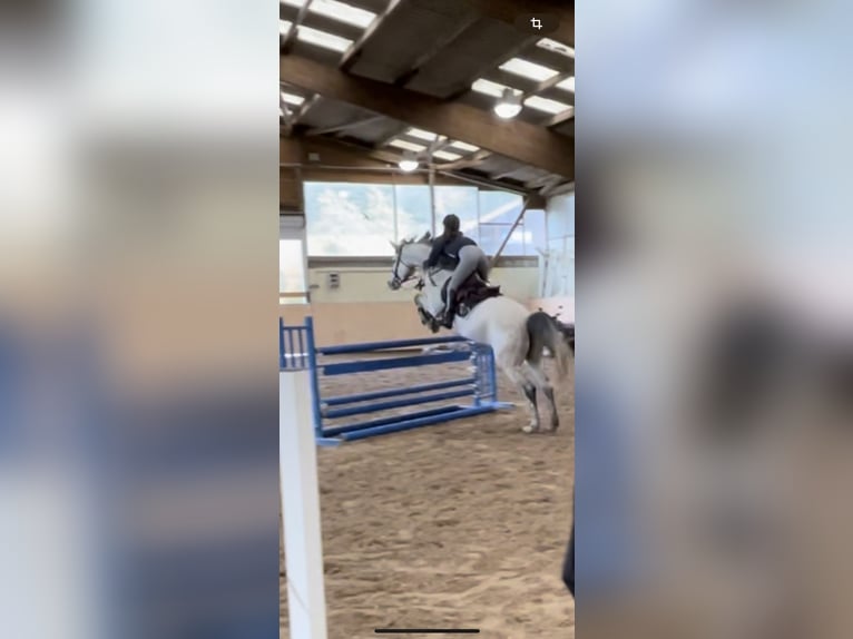 KWPN Mare 9 years 16,1 hh Gray-Dapple in Donaueschingen