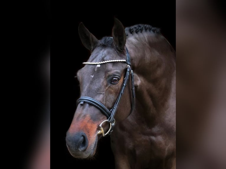 KWPN Mare 9 years 16,1 hh Smoky-Black in Nettersheim