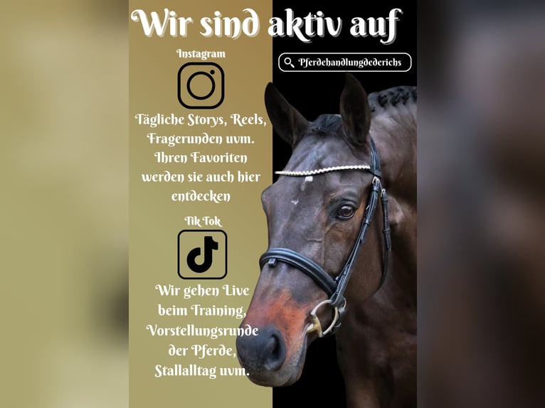 KWPN Mare 9 years 16,1 hh Smoky-Black in Nettersheim