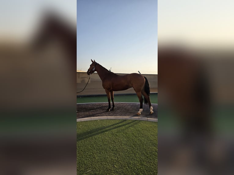 KWPN Mare 9 years 16.2 hh Bay-Dark in Mönchengladbach