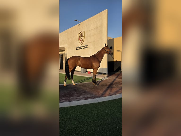 KWPN Mare 9 years 16.2 hh Bay-Dark in Mönchengladbach