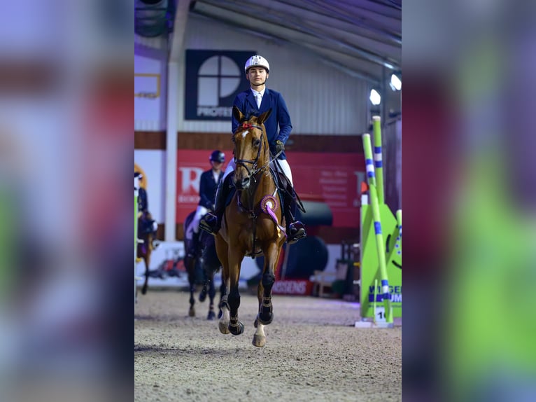 KWPN Mare 9 years 16.2 hh Bay-Dark in Mönchengladbach